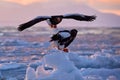 Arctic sunset. Winter sunrise with eagle. Steller\'s sea eagle, morning twilight, Hokkaido, Japan. Eagle