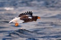 Arctic sunset. Winter sunrise with eagle. Steller\'s sea eagle, morning twilight, Hokkaido, Japan. Eagle