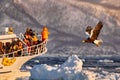 Arctic sunset. Winter sunrise with eagle. Steller's sea eagle, morning twilight, Hokkaido, Japan. Eagle