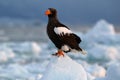 Arctic sunset. Winter sunrise with eagle. Steller\'s sea eagle, morning twilight, Hokkaido, Japan. Eagle