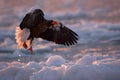 Arctic sunset. Winter sunrise with eagle. Steller\'s sea eagle, morning twilight, Hokkaido, Japan. Eagle