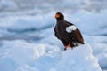 Arctic sunset. Winter sunrise with eagle. Steller\'s sea eagle, morning twilight, Hokkaido, Japan. Eagle