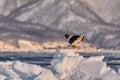 Arctic sunset. Winter sunrise with eagle. Steller\'s sea eagle, morning twilight, Hokkaido, Japan. Eagle