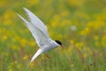 Arctic Tern