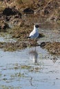 Arctic Tern