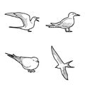 Arctic Tern Animal Vector Illustration Hand Drawn Cartoon Art Royalty Free Stock Photo