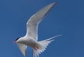 Arctic tern on a beach in the Westfjords, Iceland Royalty Free Stock Photo