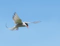 Arctic Tern in a beautiful pose in the sky Royalty Free Stock Photo