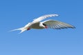 Arctic Tern in a beautiful pose in the sky Royalty Free Stock Photo