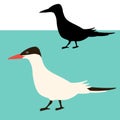 Arctic tern bird vector illustration flat style black silhouette Royalty Free Stock Photo