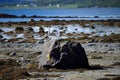 Arctic tern birds landing on sea shore boulder