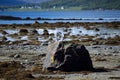 Arctic tern birds landing on sea shore boulder