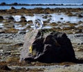 Arctic tern birds landing on sea shore boulder