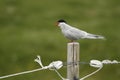 Arctic Tern calling from fence post in Iceland