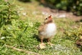 Arctic tern chick begging for food Royalty Free Stock Photo