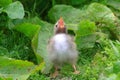 Arctic tern chick with bill open Royalty Free Stock Photo