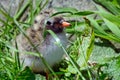 Arctic tern chick, Farne Islands Nature Reserve, England Royalty Free Stock Photo