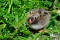 Arctic tern chick, Farne Islands Nature Reserve, England Royalty Free Stock Photo