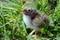 Arctic tern chick, Farne Islands Nature Reserve, England Royalty Free Stock Photo