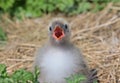 Arctic Tern chick Royalty Free Stock Photo