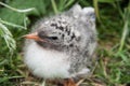 Arctic Tern chick on the Farne Islands, Northumberland, England Royalty Free Stock Photo