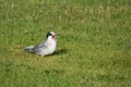 Baby arctic tern chick Sterna paradisaea asking for food during the summer in Iceland Royalty Free Stock Photo