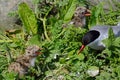 Arctic tern with chicks, Farne Islands Nature Reserve, England Royalty Free Stock Photo