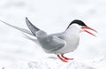Arctic Tern on the Farne islands