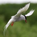 Arctic Tern Royalty Free Stock Photo