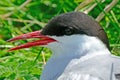 Arctic tern, Farne Islands Nature Reserve, England Royalty Free Stock Photo