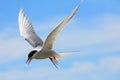 Arctic tern, Farne Islands Nature Reserve, England Royalty Free Stock Photo