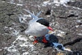 Arctic tern, Farne Islands Nature Reserve, England Royalty Free Stock Photo