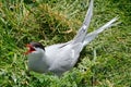 Arctic tern, Farne Islands Nature Reserve, England Royalty Free Stock Photo