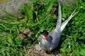 Arctic tern, Farne Islands Nature Reserve, England Royalty Free Stock Photo