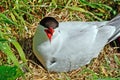 Arctic tern, Farne Islands Nature Reserve, England Royalty Free Stock Photo