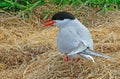 Arctic tern, Farne Islands Nature Reserve, England Royalty Free Stock Photo