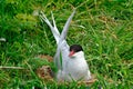 Arctic tern, Farne Islands Nature Reserve, England Royalty Free Stock Photo