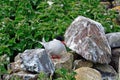 Arctic tern, Farne Islands Nature Reserve, England Royalty Free Stock Photo