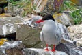 Arctic tern, Farne Islands Nature Reserve, England Royalty Free Stock Photo