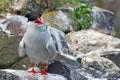 Arctic tern, Farne Islands Nature Reserve, England Royalty Free Stock Photo