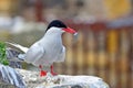 Arctic tern, Farne Islands Nature Reserve, England Royalty Free Stock Photo