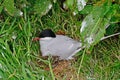 Arctic tern, Farne Islands Nature Reserve, England Royalty Free Stock Photo