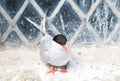 Arctic Tern on the farne islands Royalty Free Stock Photo