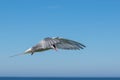 Arctic tern in a typical pose Royalty Free Stock Photo
