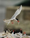 Arctic Tern Feeding Babies Royalty Free Stock Photo