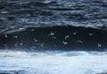 Arctic tern fishing on the sea Royalty Free Stock Photo