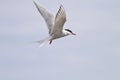 Arctic Tern in flight Royalty Free Stock Photo