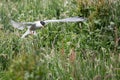 Arctic Tern in flight Royalty Free Stock Photo