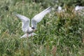 Arctic Tern in flight Royalty Free Stock Photo