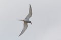 Arctic Tern in flight Royalty Free Stock Photo
